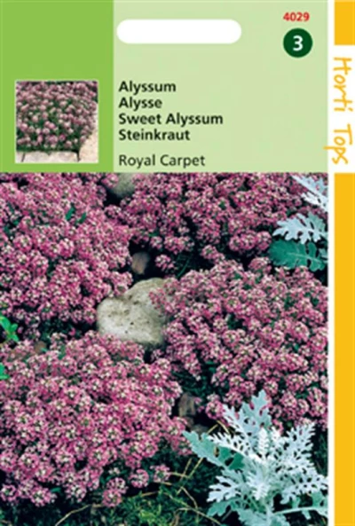 Alyssum Maritima Procumbens Royal