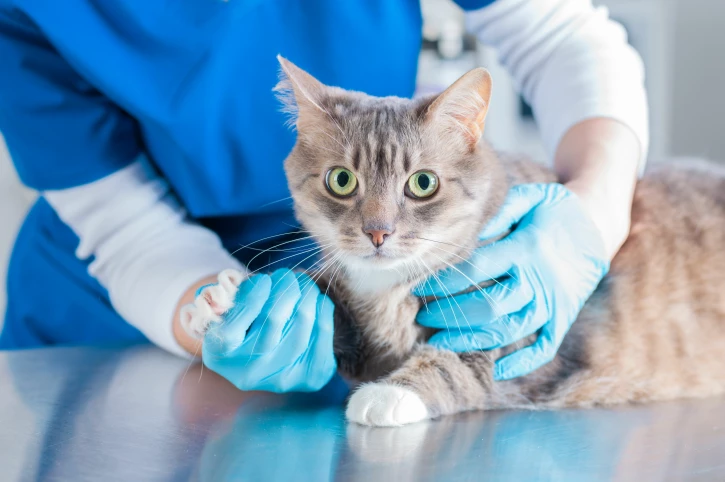 Houd je kat gezond: Voorkom kattenziekte!