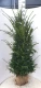 Venijnboom/Taxus baccata 1.40 tot 1.60 meter met kluit